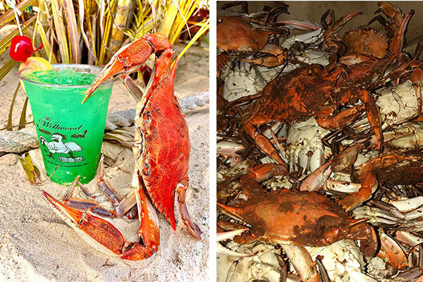 The Wellwood Crab Feasts 8